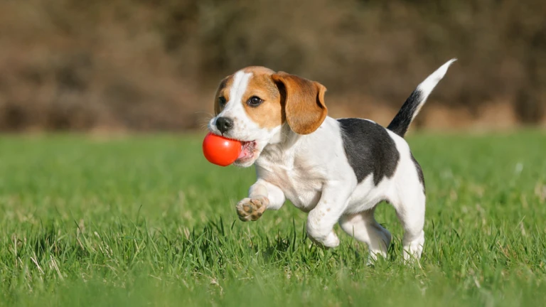 Imagem oficial do jogo Better Animal no Roblox