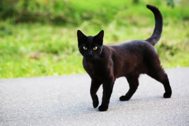 Imagem oficial do jogo Cat game no Roblox